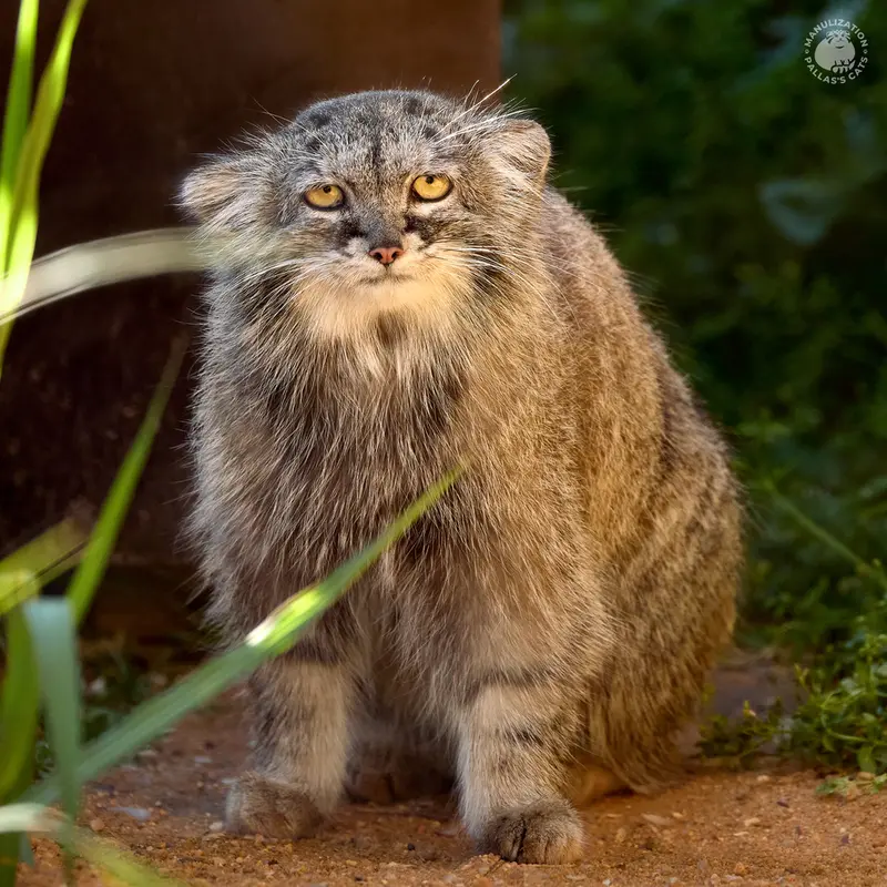 プラハ動物園のプリンセッサの写真