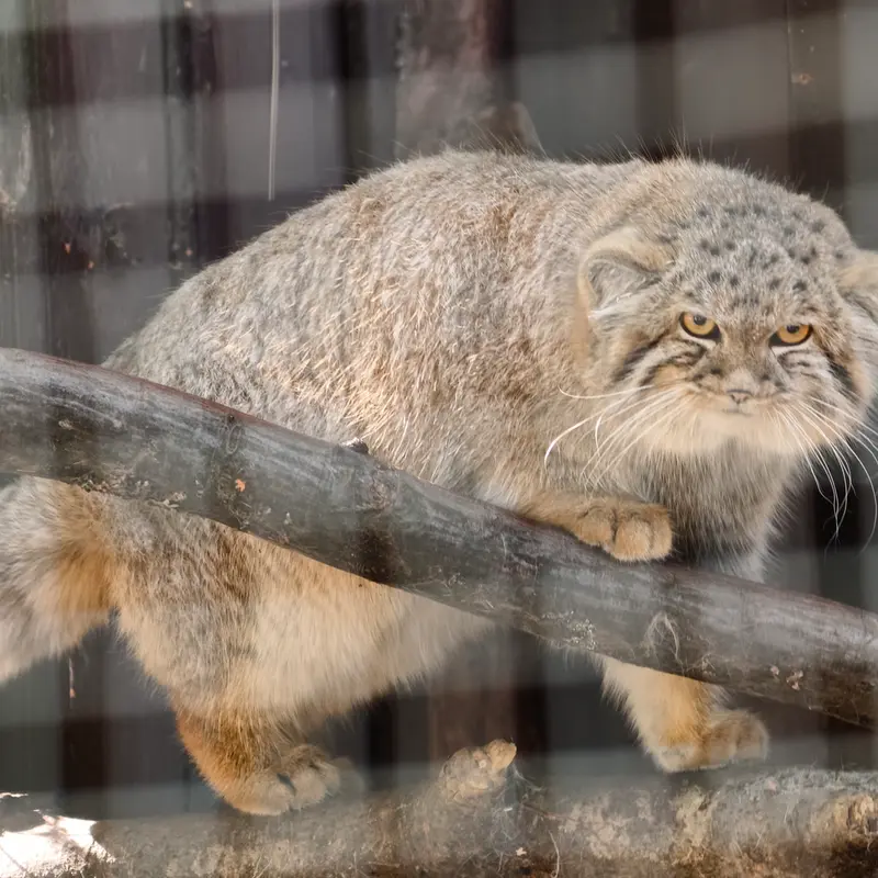 コシツェ動物園のアラニの子（2026年生まれ）Ⅰの写真