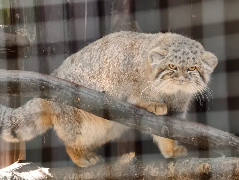 コシツェ動物園のアラニの子（2026年生まれ）Ⅰの写真