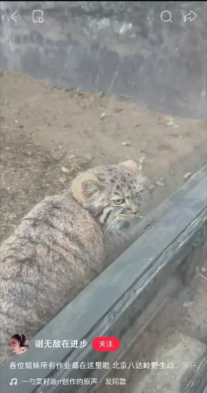 マヌルネコの写真