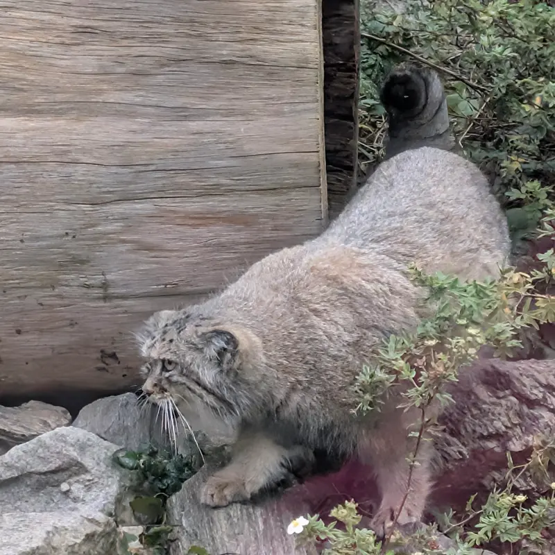 ヴロツワフ動物園のザリナの写真