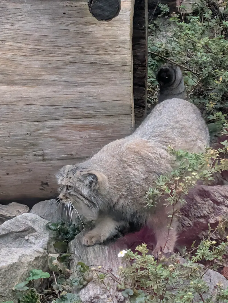 ヴロツワフ動物園のザリナの写真