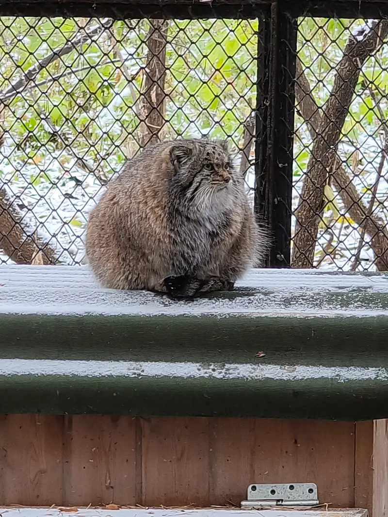 ノヴォシビルスク動物園のミアの写真
