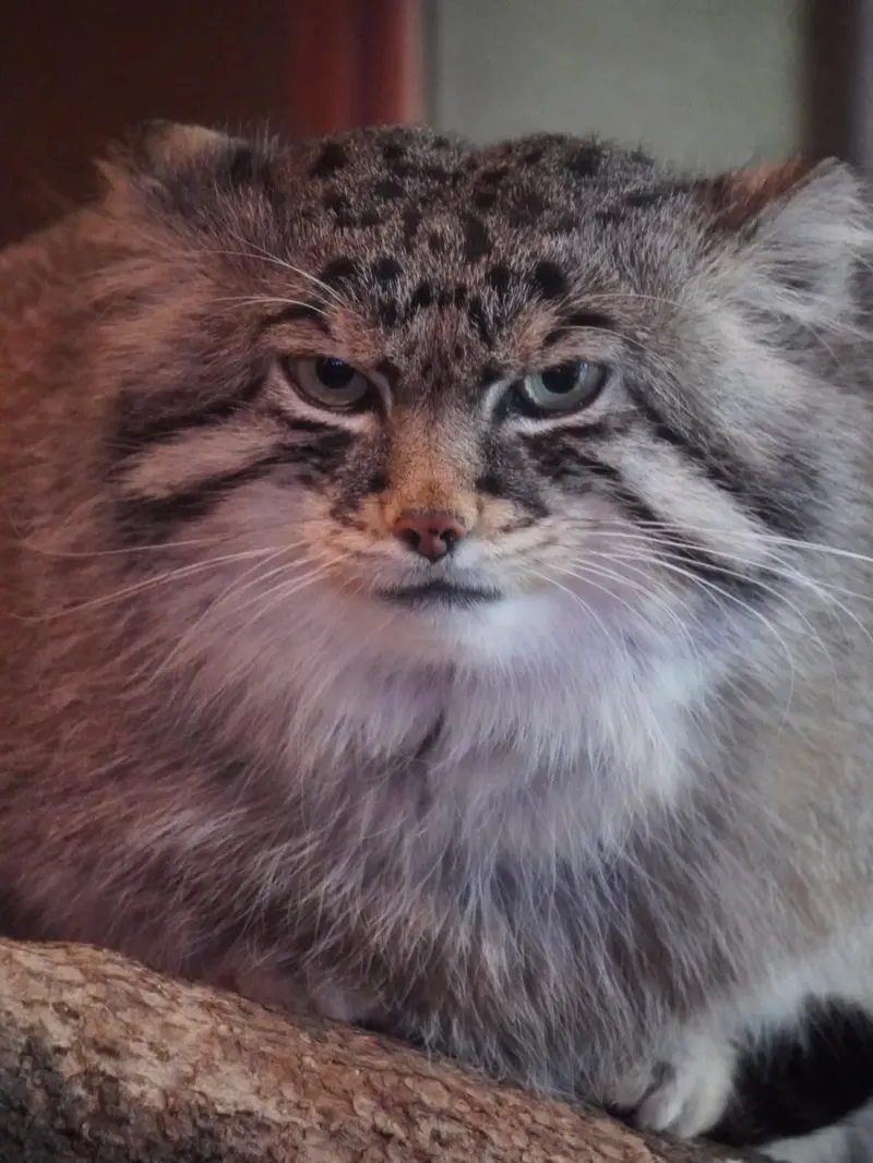 マヌルネコの写真
