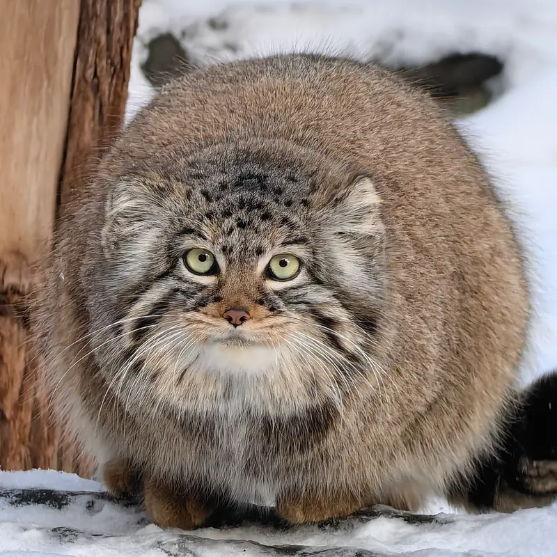 ノヴォシビルスク動物園のゾーシャの写真