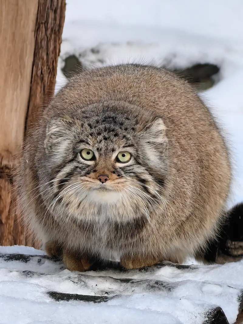 ノヴォシビルスク動物園のゾーシャの写真