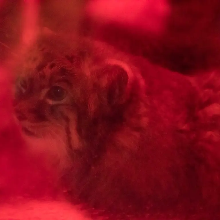 恩賜上野動物園のナイマの写真