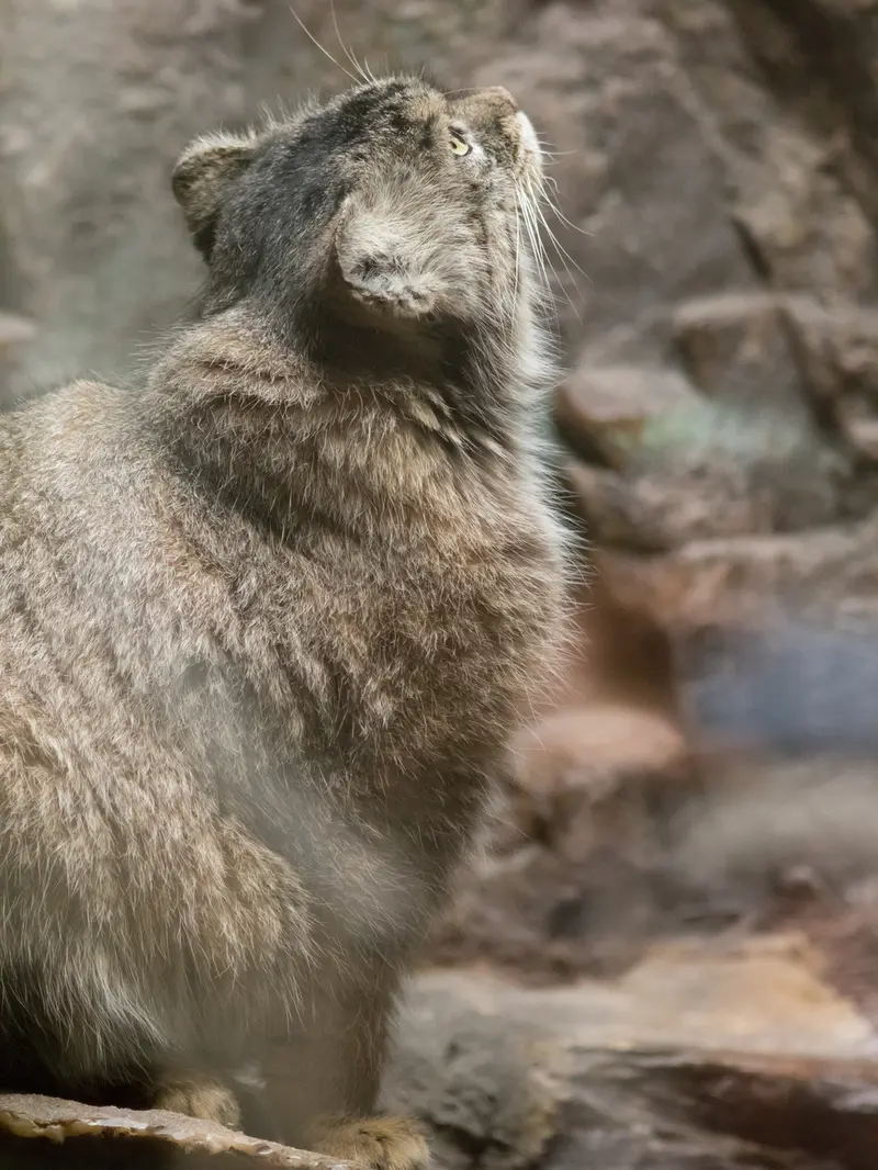 恩賜上野動物園のプリームラの写真