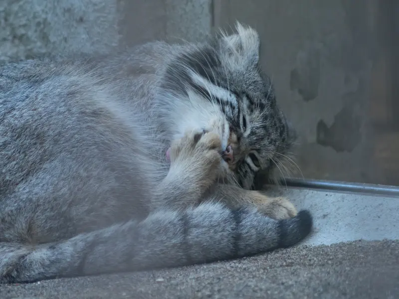 野毛山動物園のフィーガの写真