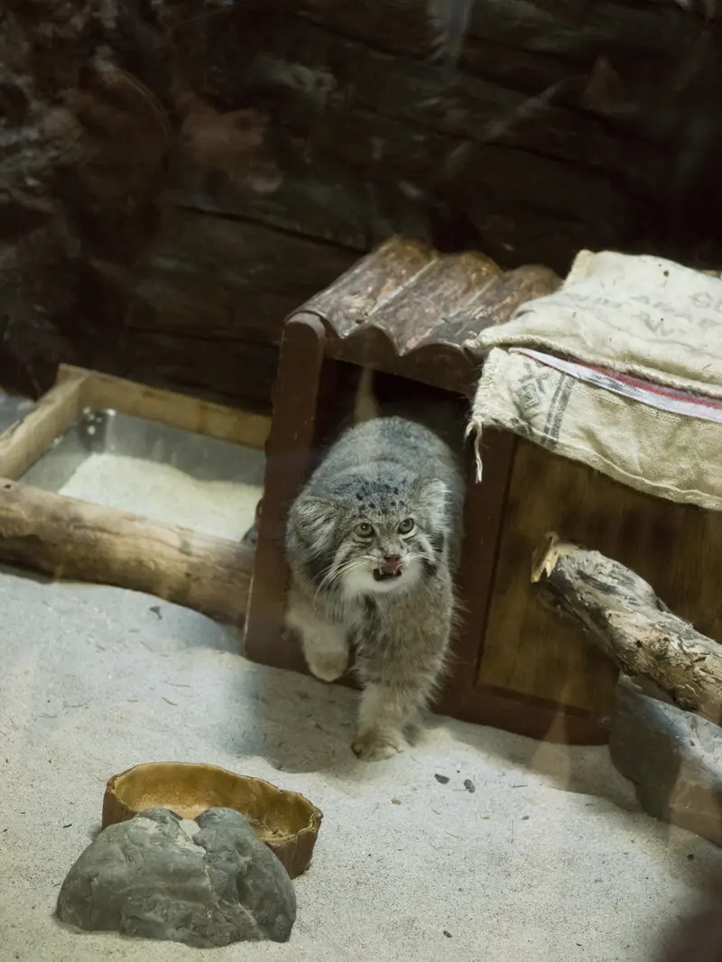 恩賜上野動物園のクリョンの写真