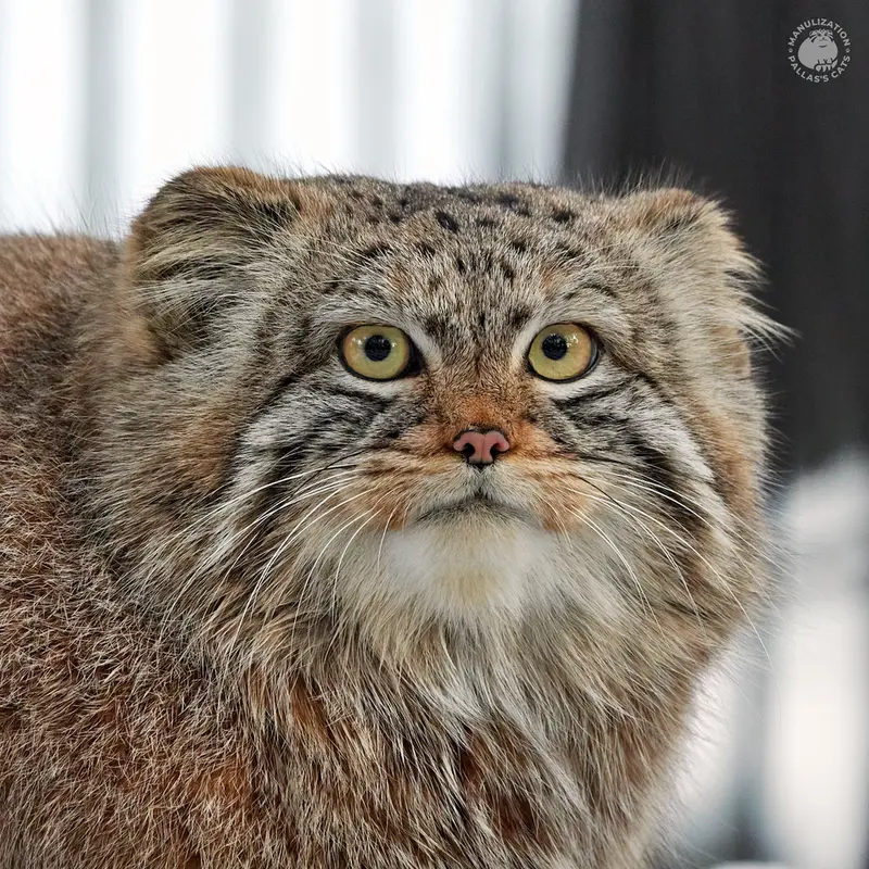 ノヴォシビルスク動物園のイヴの息子 2023 Ⅴの写真