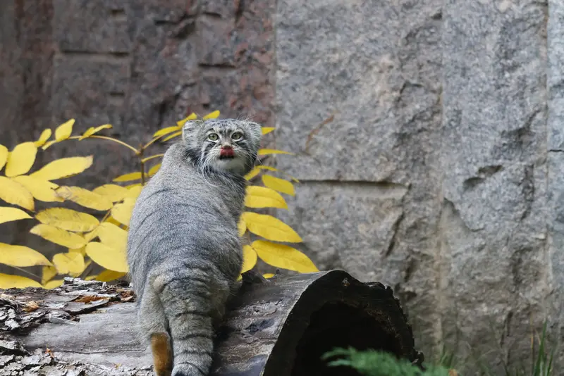 モスクワ動物園のティモフェイの写真