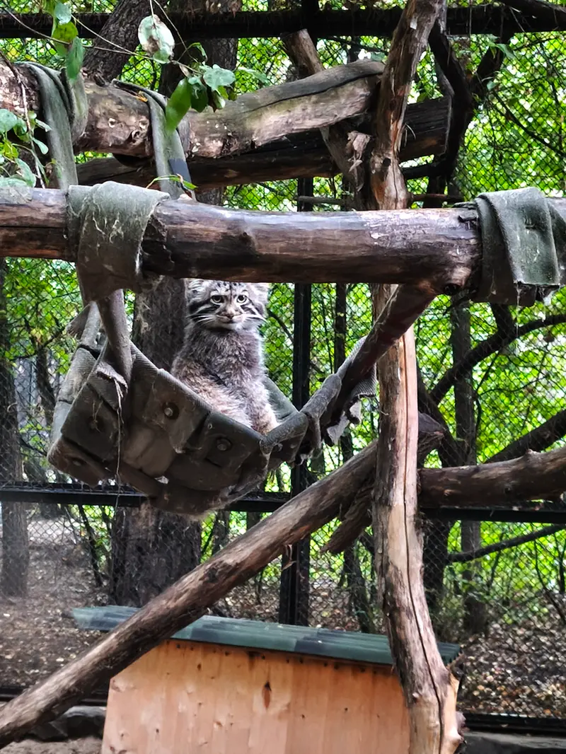 ノヴォシビルスク動物園のマヌルネコの写真