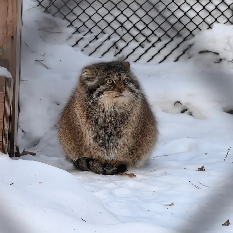 ノヴォシビルスク動物園のラストチカの写真