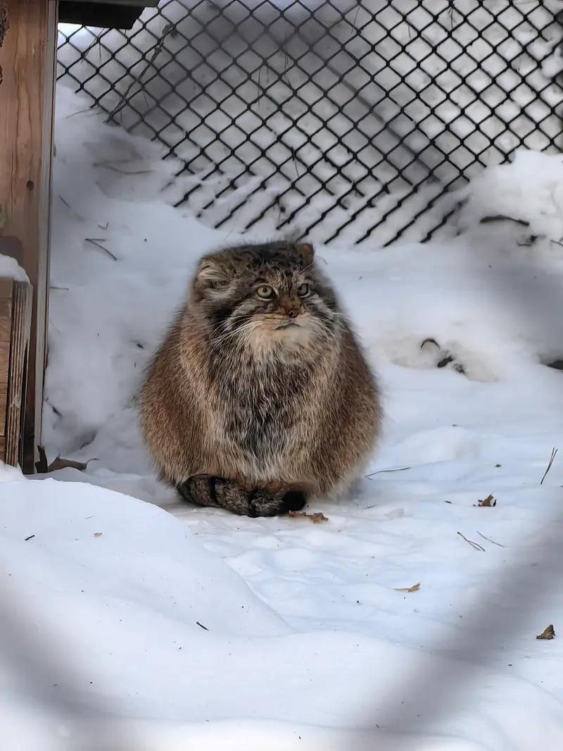 ノヴォシビルスク動物園のラストチカの写真