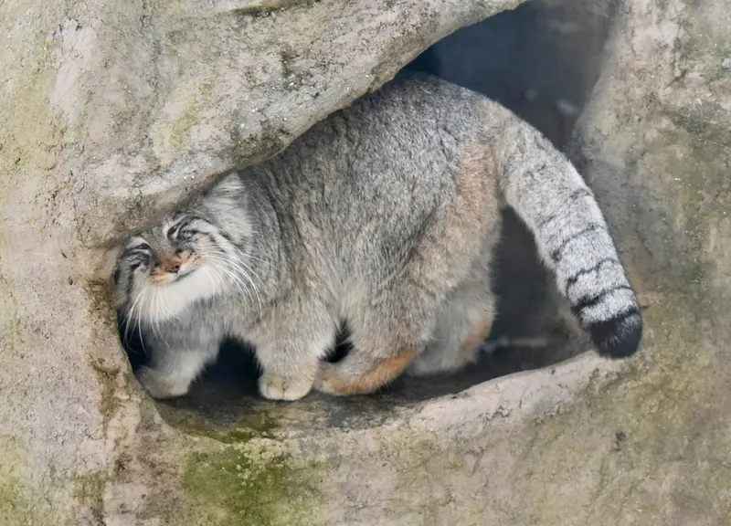 埼玉県こども動物自然公園のロータスの写真
