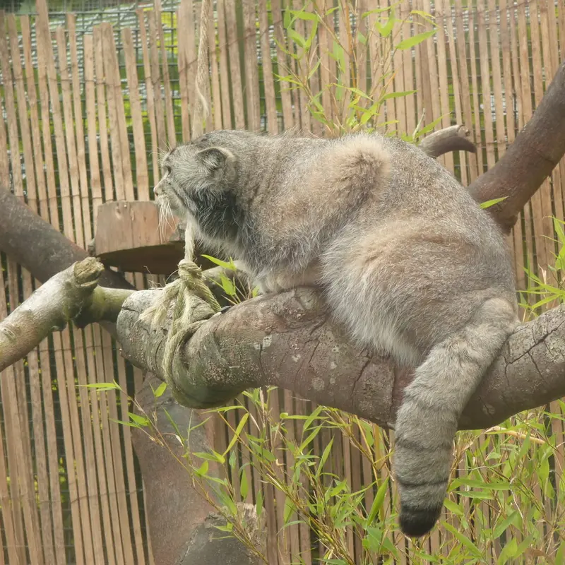 エディンバラ動物園のアキコの写真
