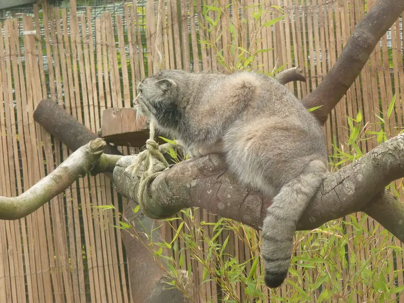 エディンバラ動物園のアキコの写真
