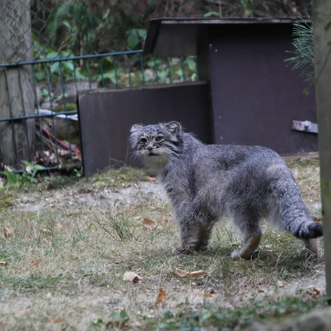 オペル動物園のバトゥの写真