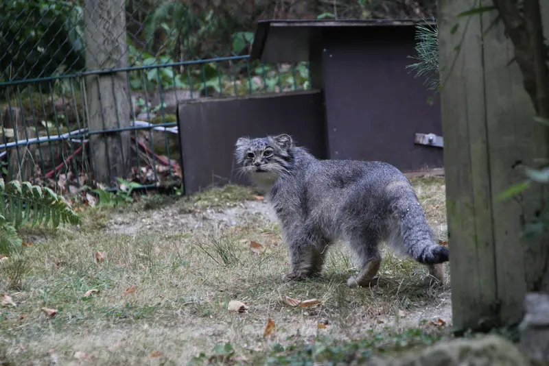 オペル動物園のバトゥの写真