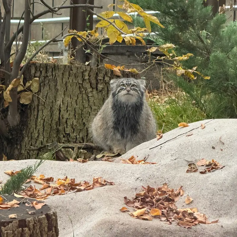 モスクワ動物園のティモフェイの写真