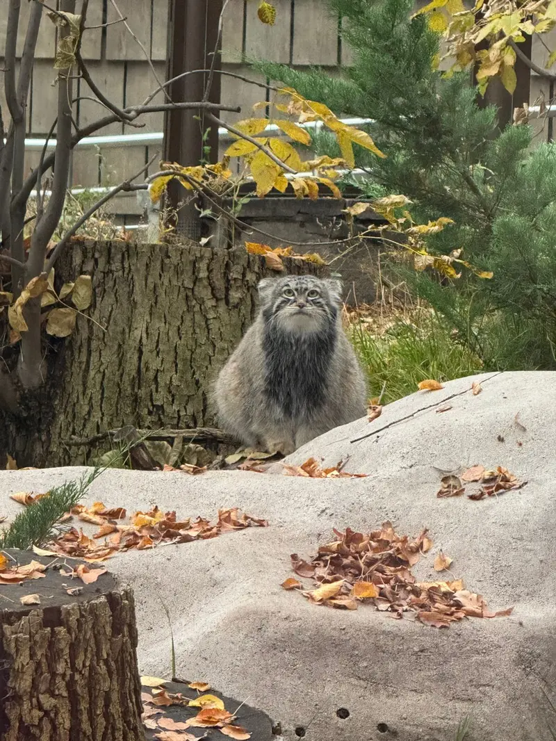 モスクワ動物園のティモフェイの写真