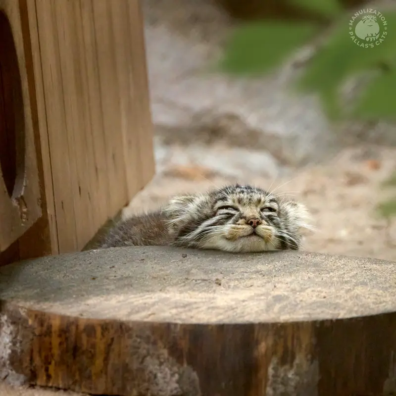 ノヴォシビルスク動物園のイヴの子（2026年生まれ）Ⅲの写真