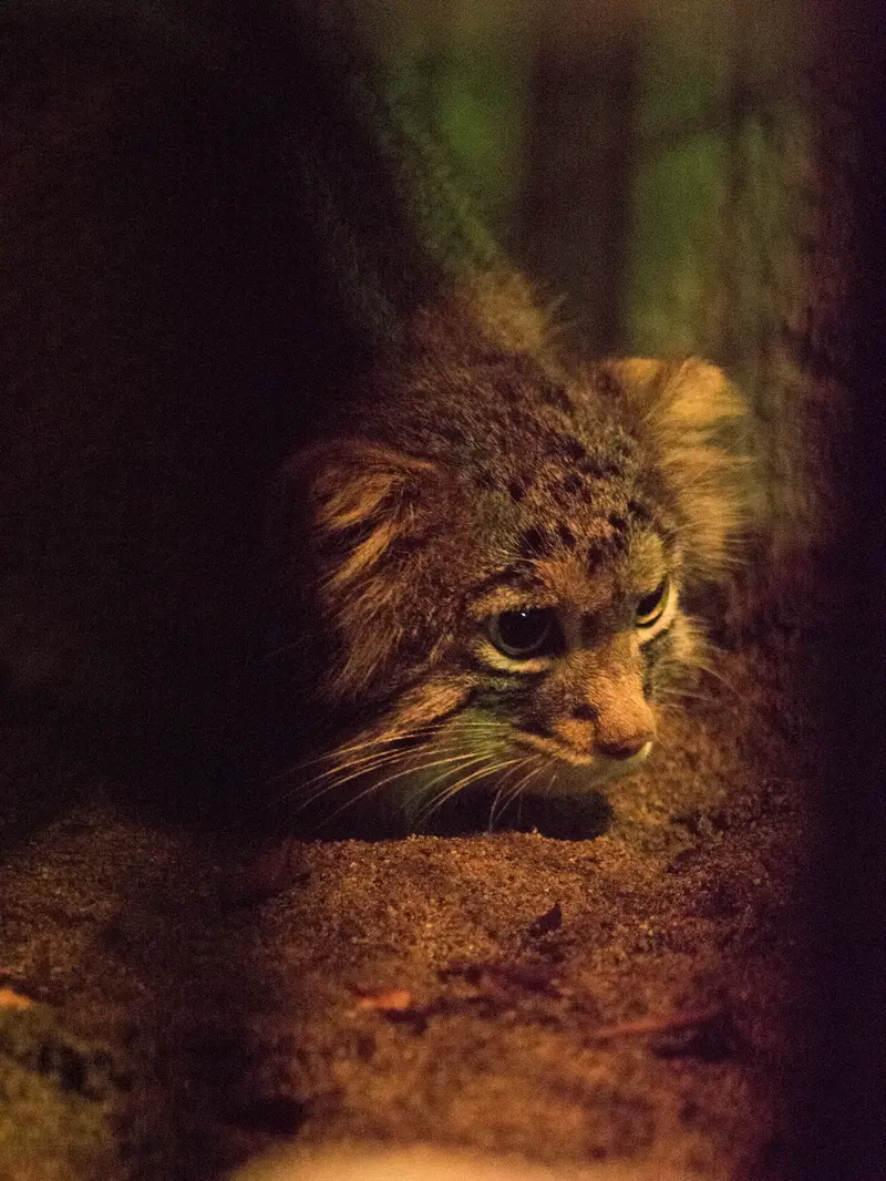 野毛山動物園のフィーガの写真