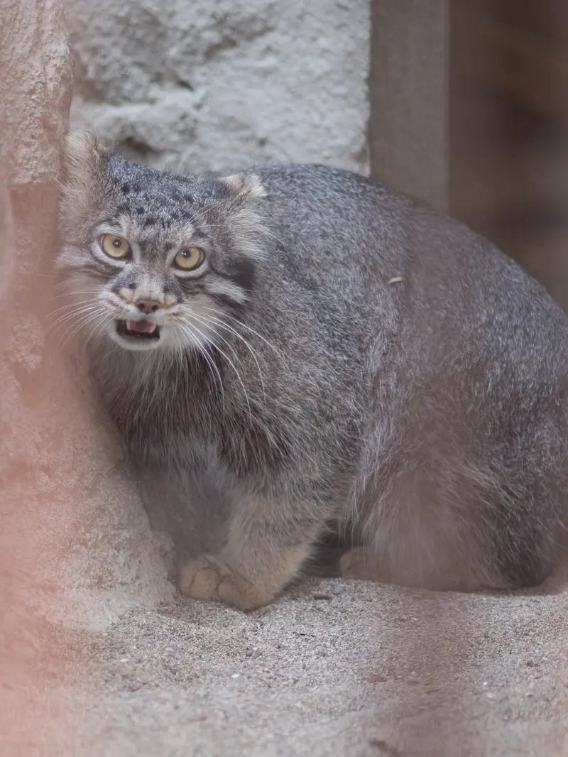野毛山動物園のフィーガの写真