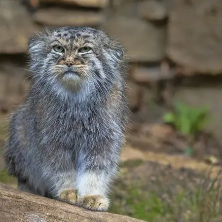 イフラヴァ動物園のマヌルネコの写真