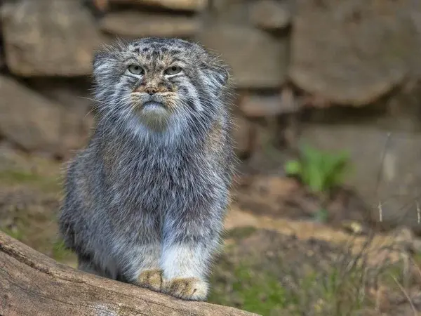 イフラヴァ動物園のマヌルネコの写真