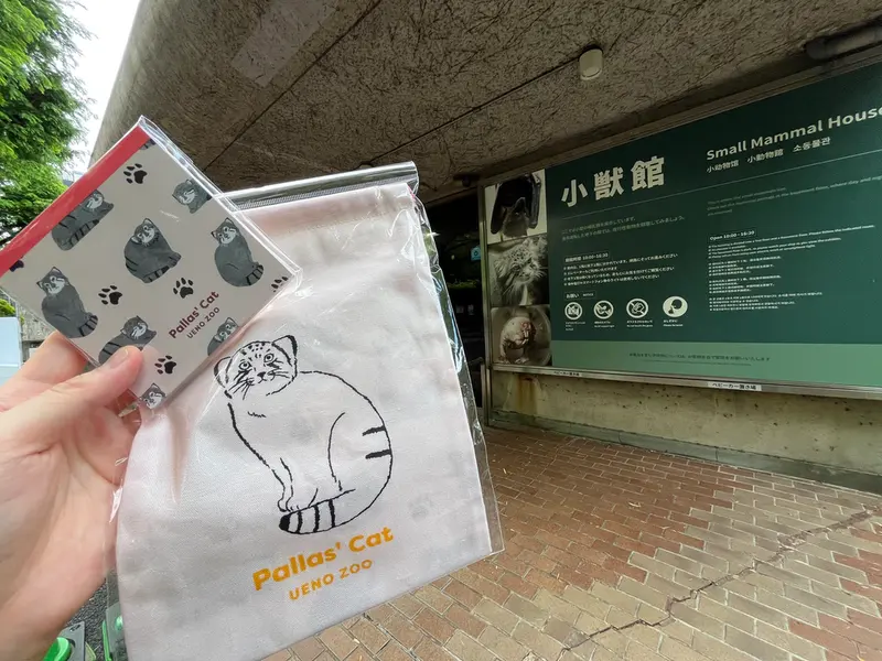 恩賜上野動物園のマヌルネコの写真