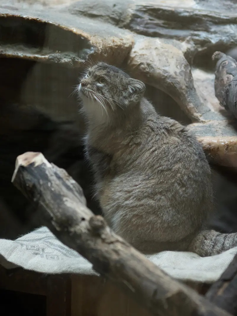 恩賜上野動物園のプリームラの写真