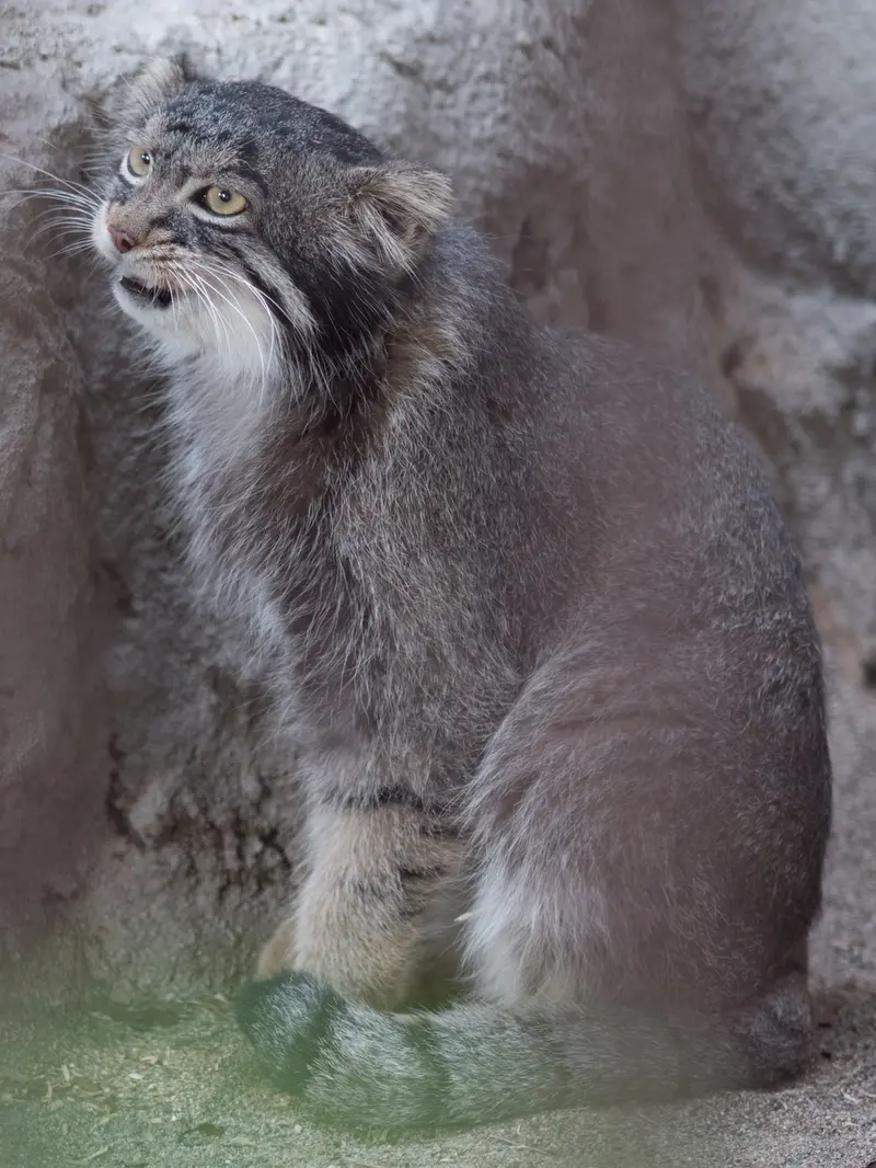 野毛山動物園のフィーガの写真