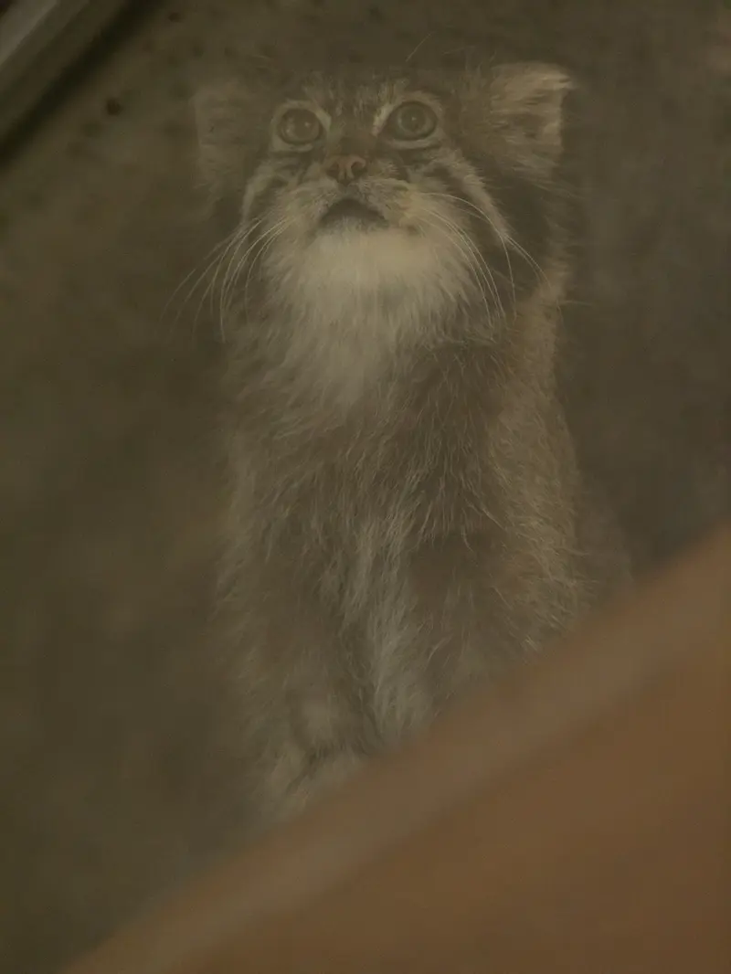 恩賜上野動物園のクリョンの写真