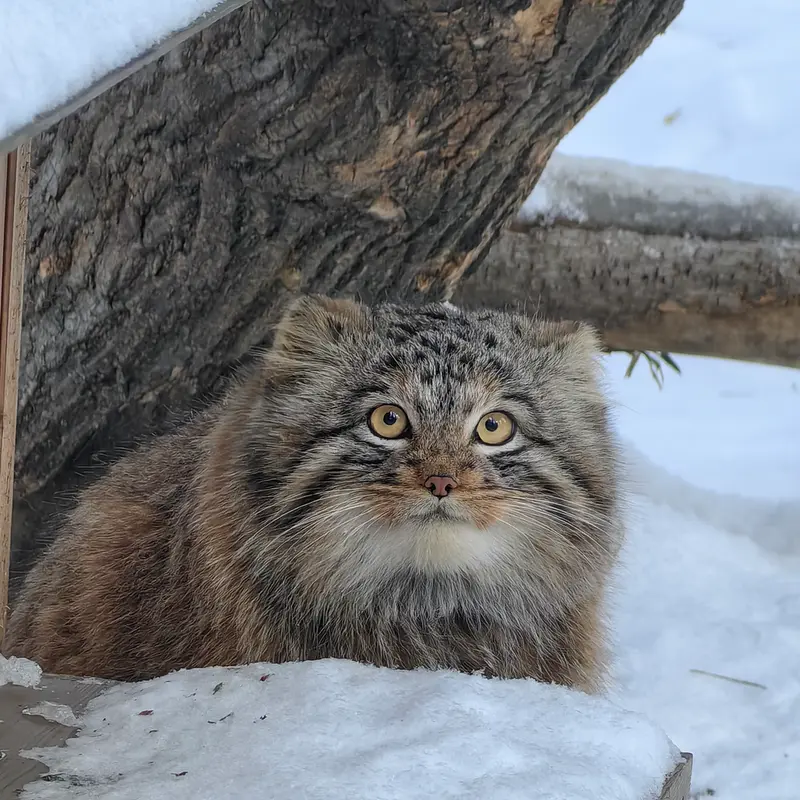 ノヴォシビルスク動物園のアッケムの写真