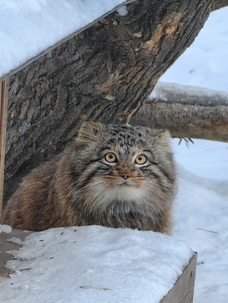 ノヴォシビルスク動物園のアッケムの写真