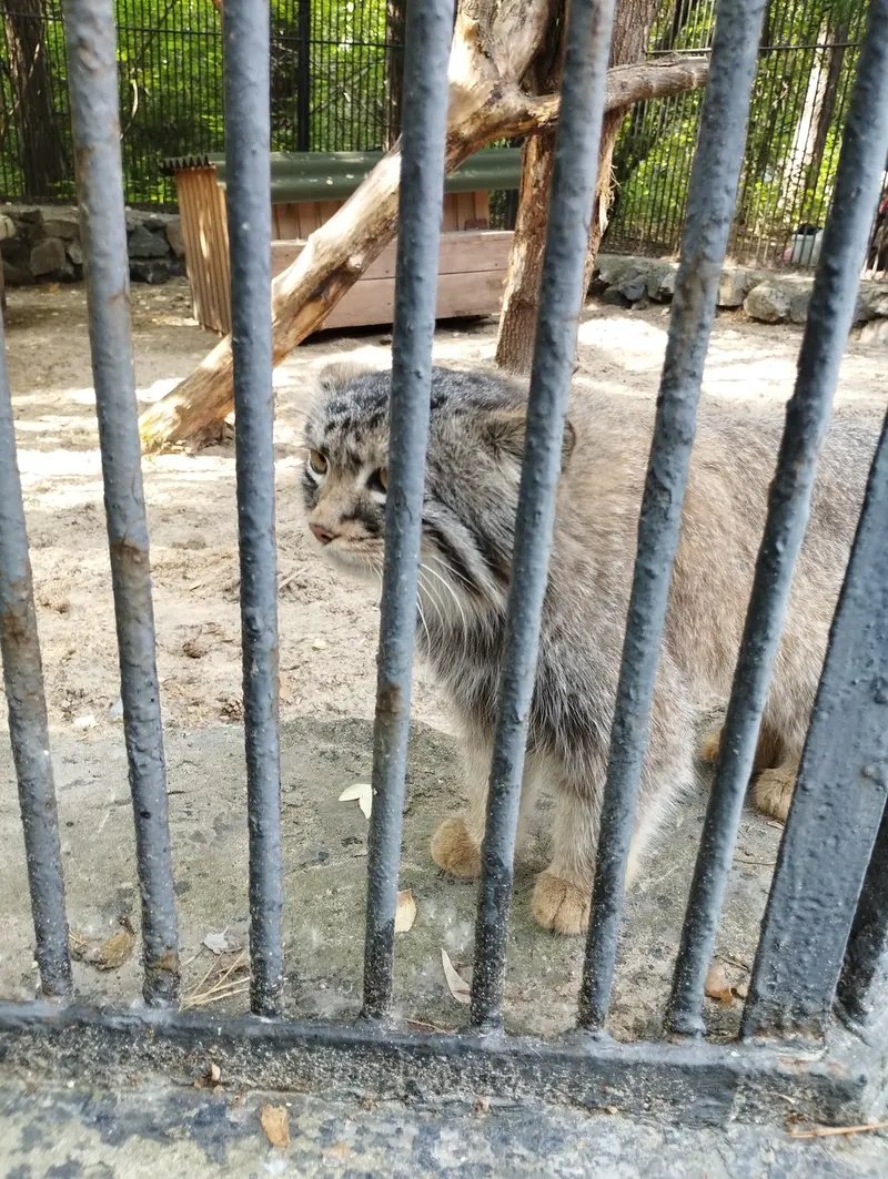 ノヴォシビルスク動物園のマヌルネコの写真