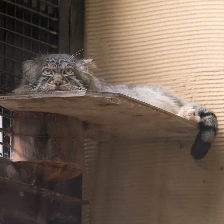 旭山動物園のヒデの写真