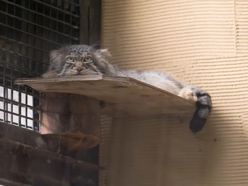 旭山動物園のヒデの写真