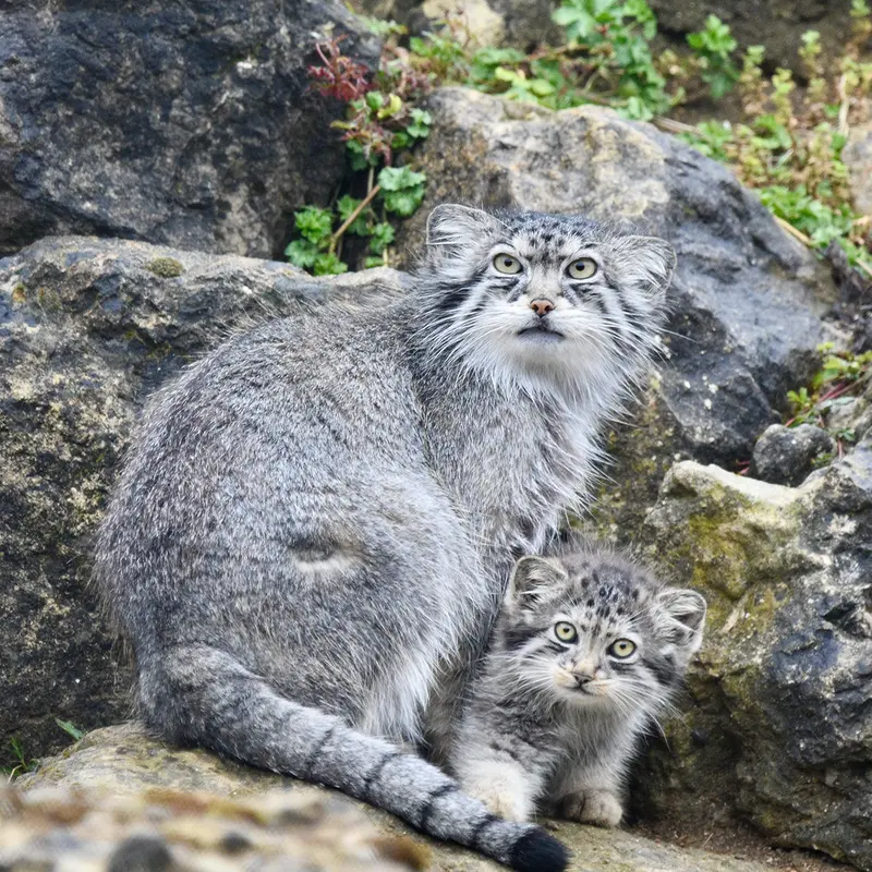 ポート・リムプネ・ワイルド・アニマル・パークのナムーとナムーの子猫 b. 2026 Ⅰの写真