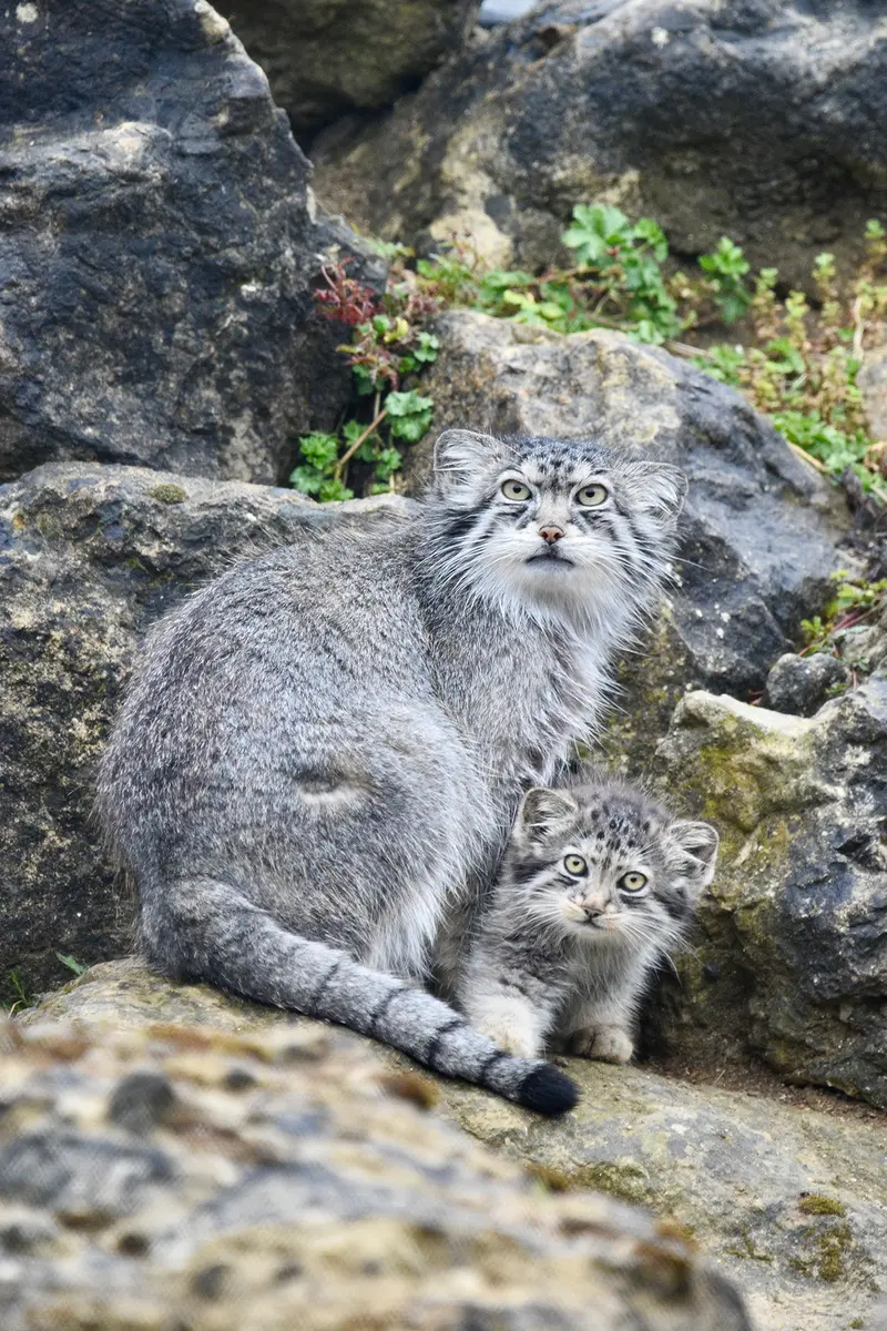 ポート・リムプネ・ワイルド・アニマル・パークのナムーとナムーの子猫 b. 2026 Ⅰの写真