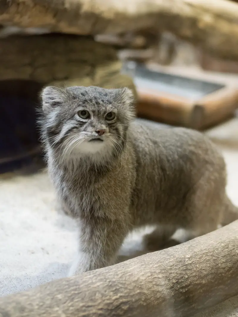 恩賜上野動物園のクリョンの写真