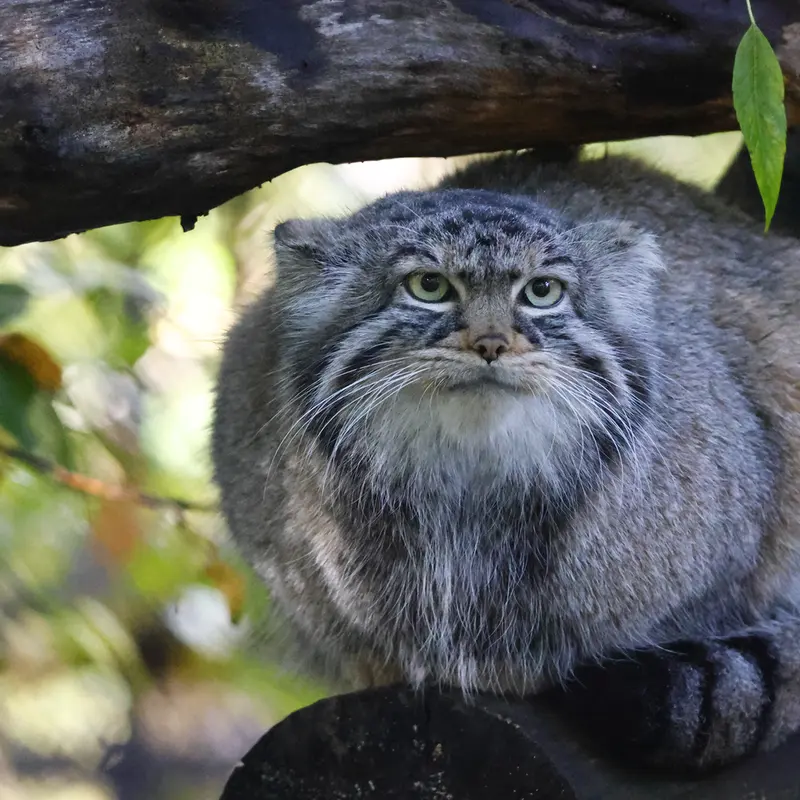 ノヴォシビルスク動物園のゾーシャの写真