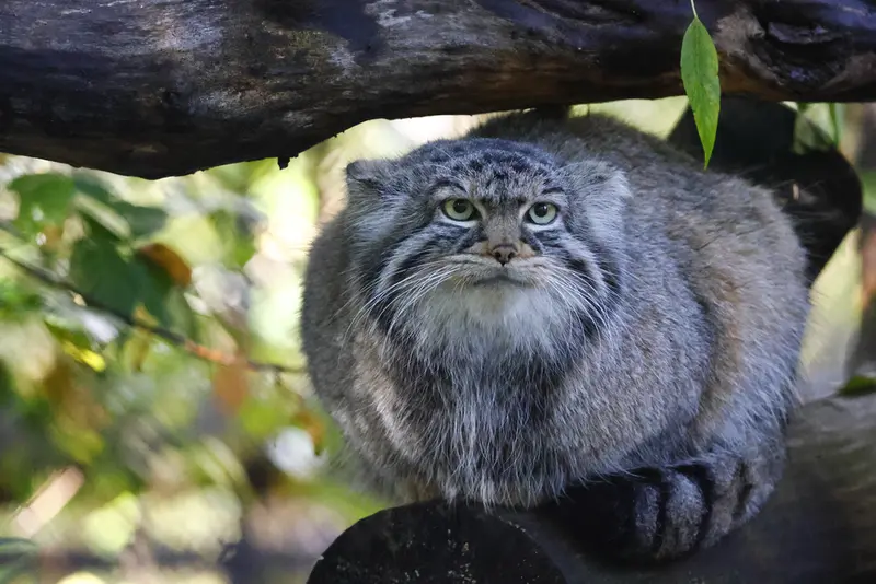 ノヴォシビルスク動物園のゾーシャの写真