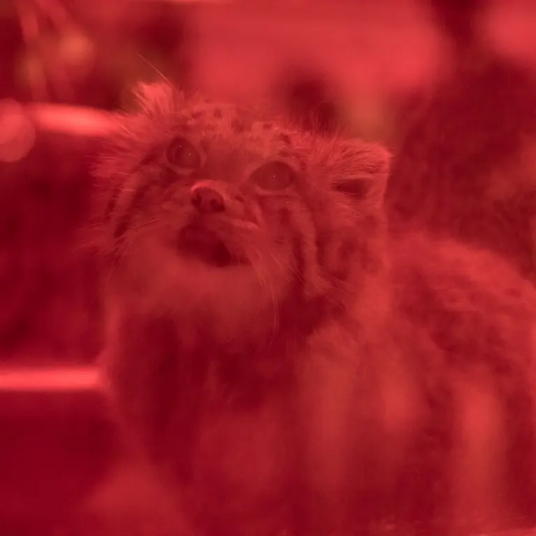 恩賜上野動物園のナイマの写真