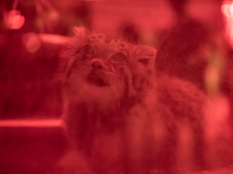 恩賜上野動物園のナイマの写真