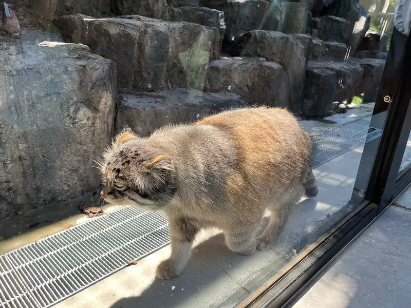 マヌルネコの写真