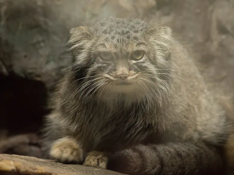 恩賜上野動物園のサフランの写真