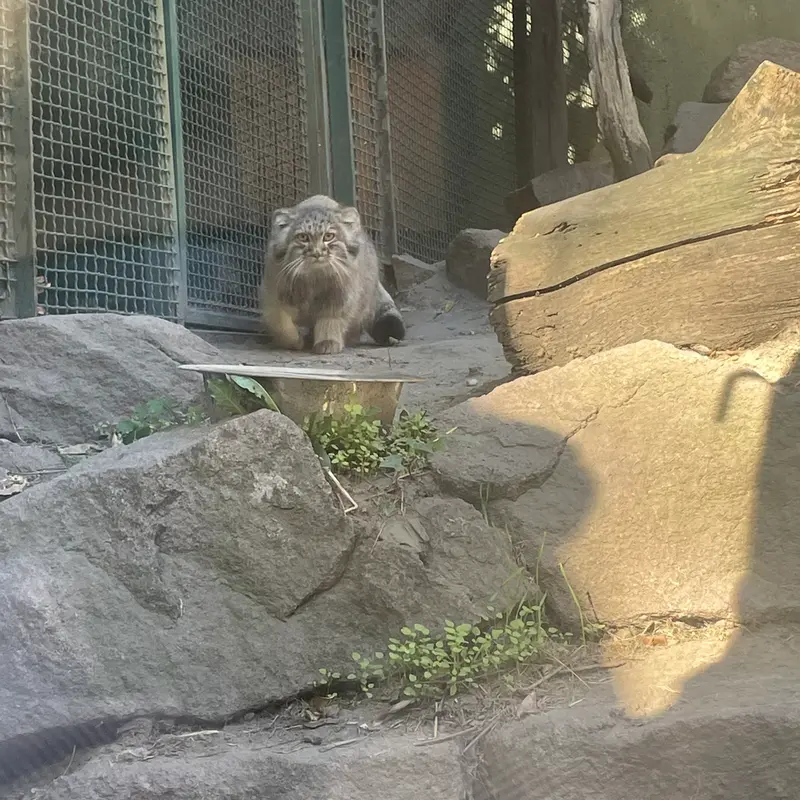 ブダペスト動物園・植物園のボリス Ⅱの写真